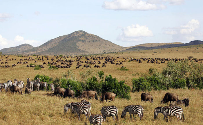 7 days Kenya Wildlife