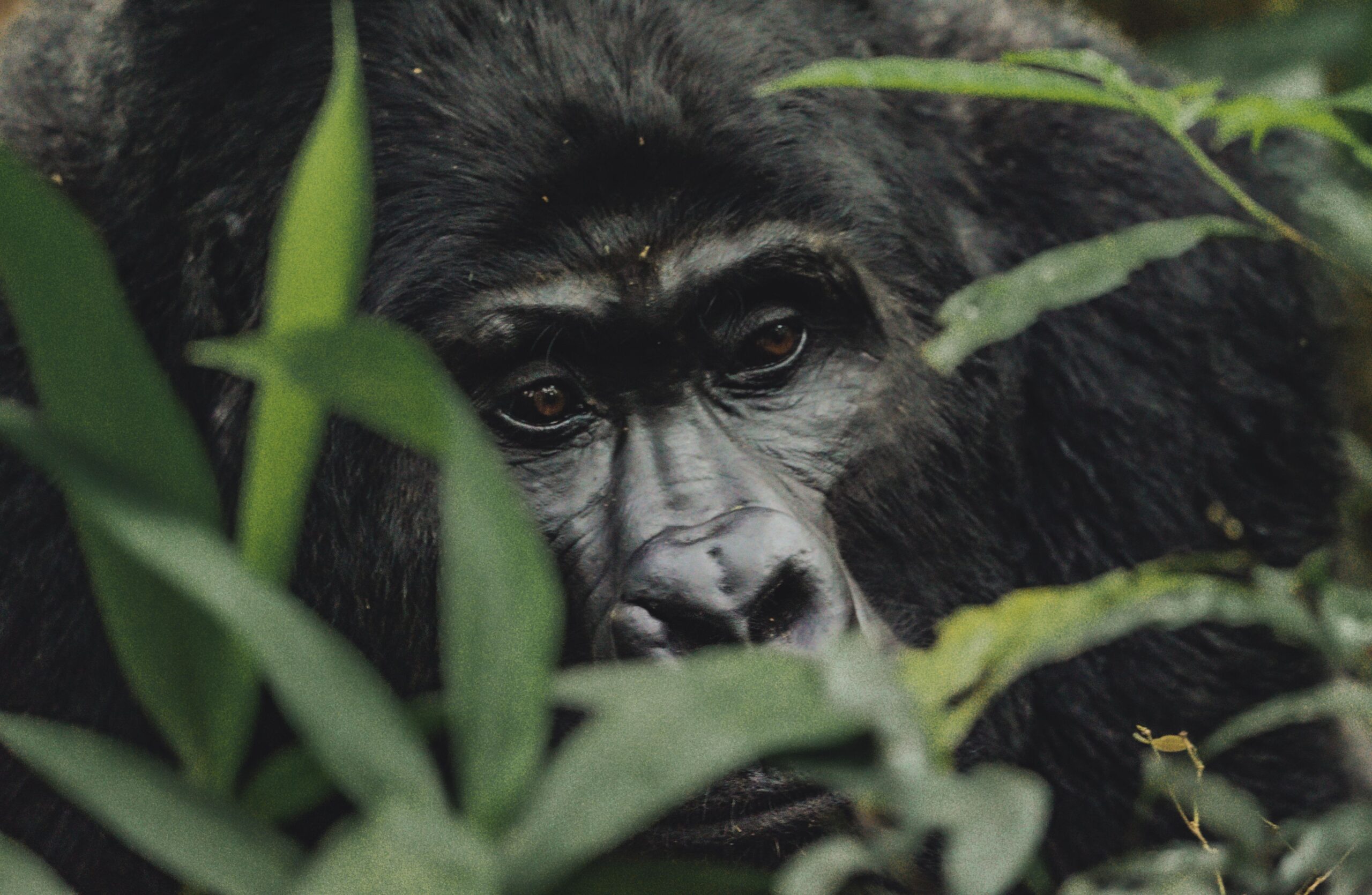 facts about mountain gorillas