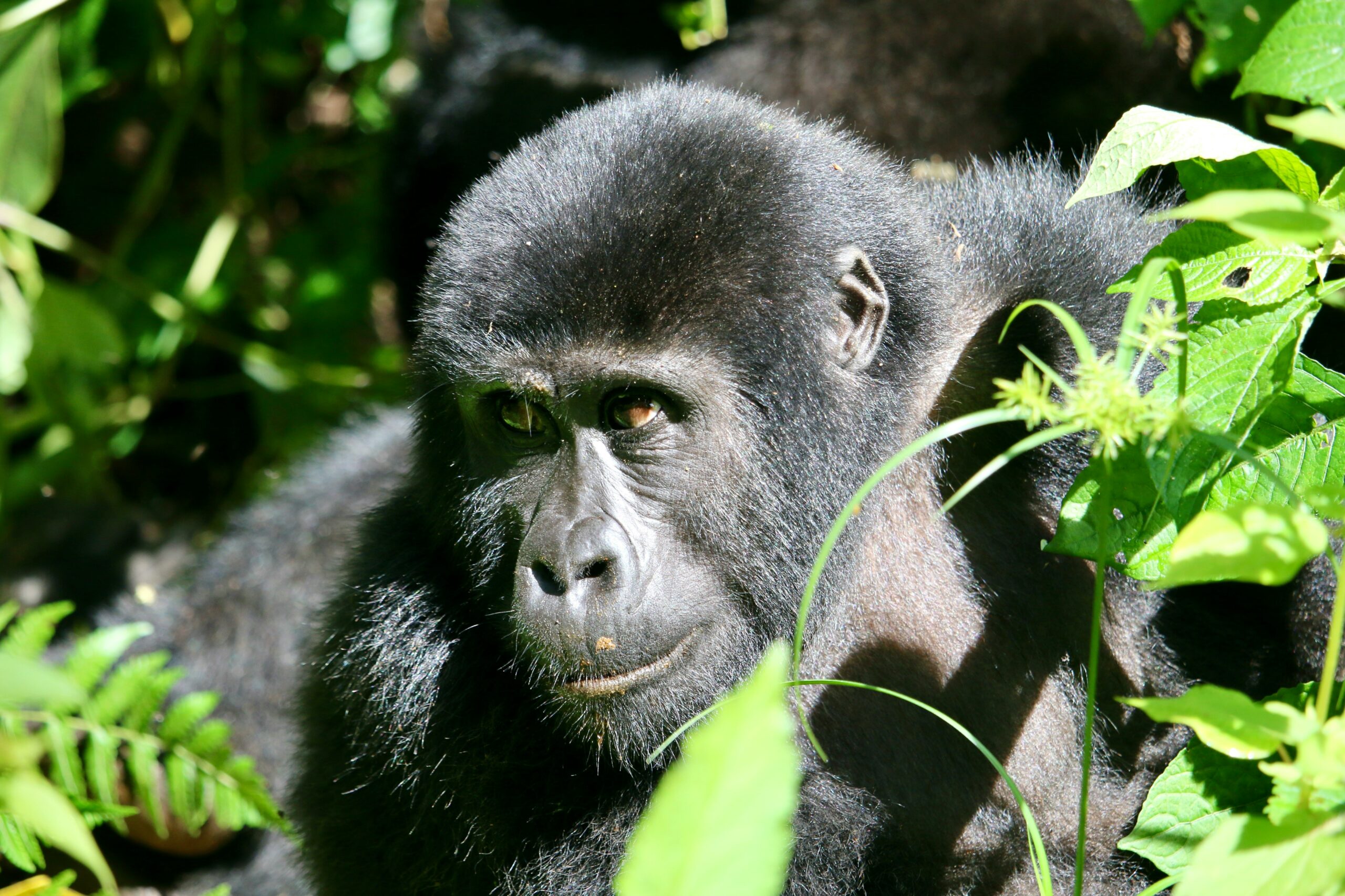 Gorilla Trekking in Congo