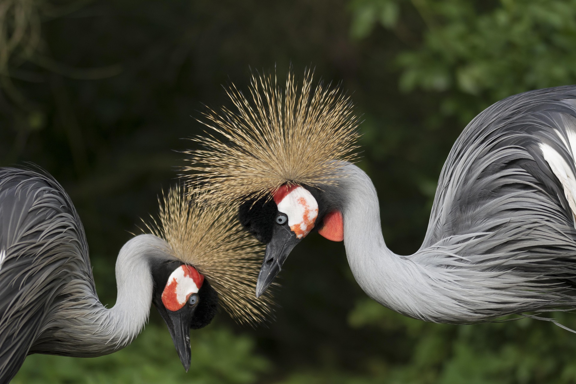 crested crane