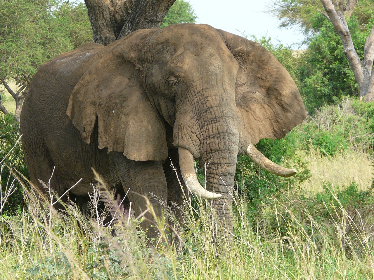 Wildlife in Uganda and Rwanda