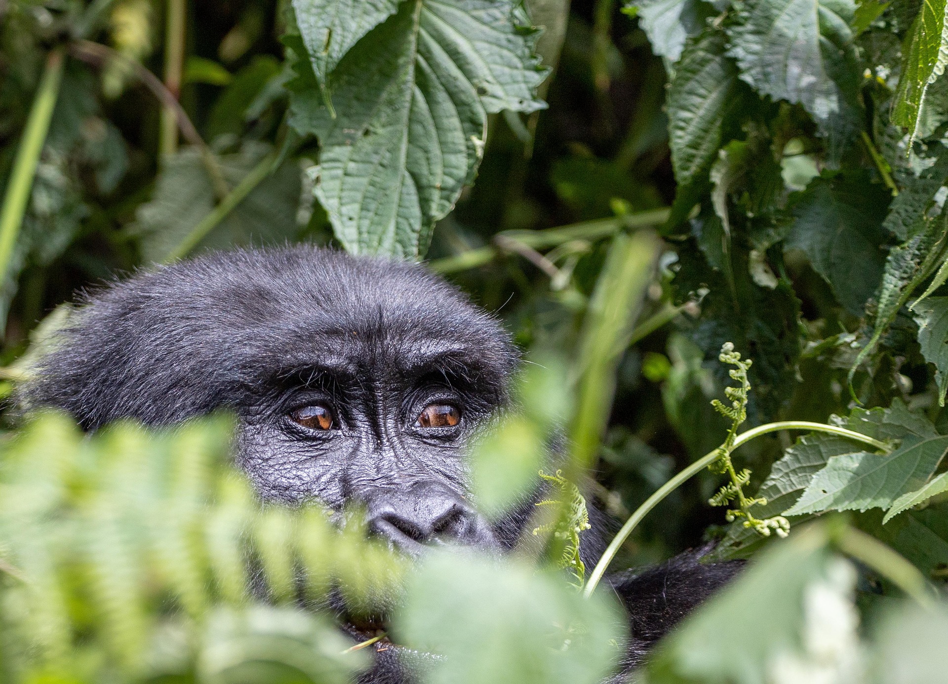 guide for gorilla trekking