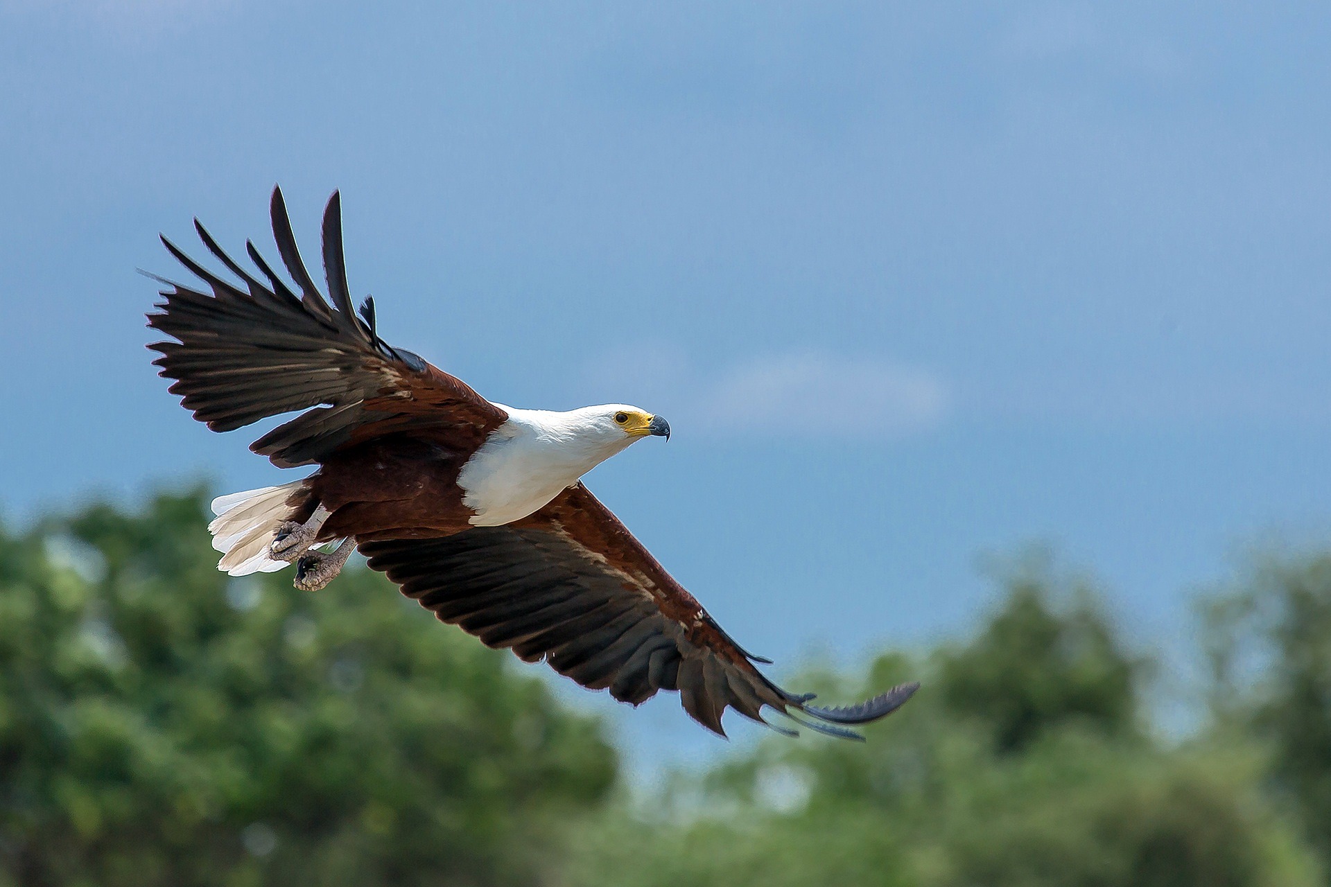 Africa fish eagle